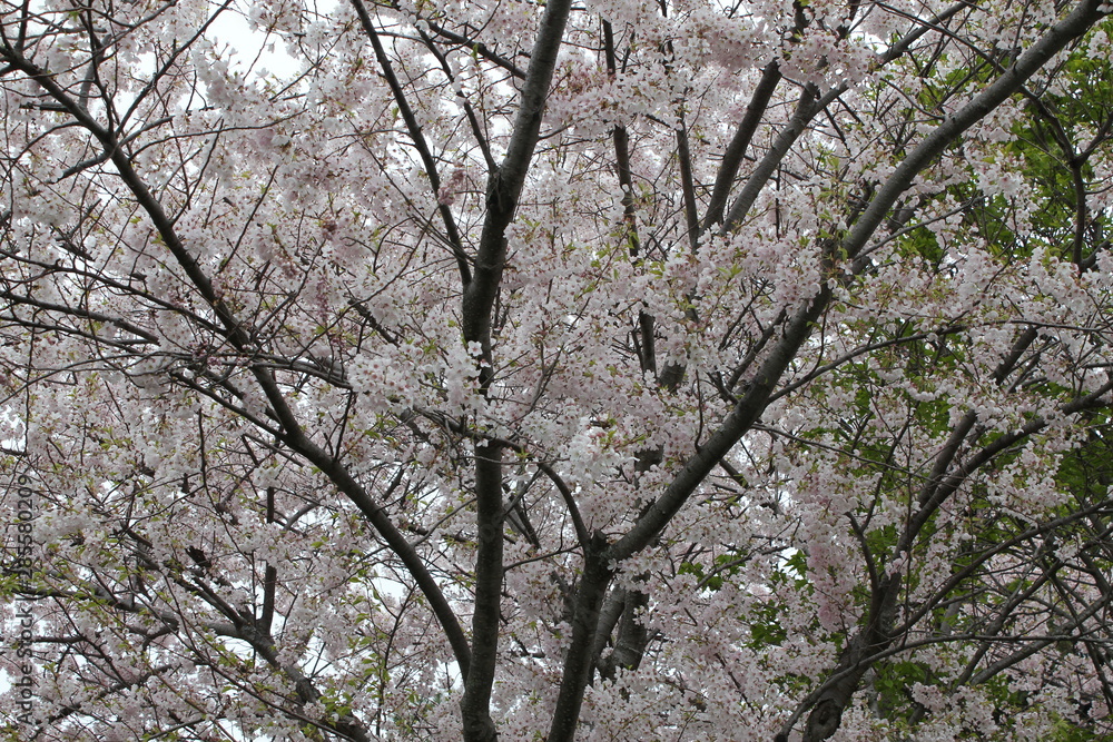 Light Pink Japanese Cherry Flower blossom tree Light Pink Japanese Cherry Flower blossom tree