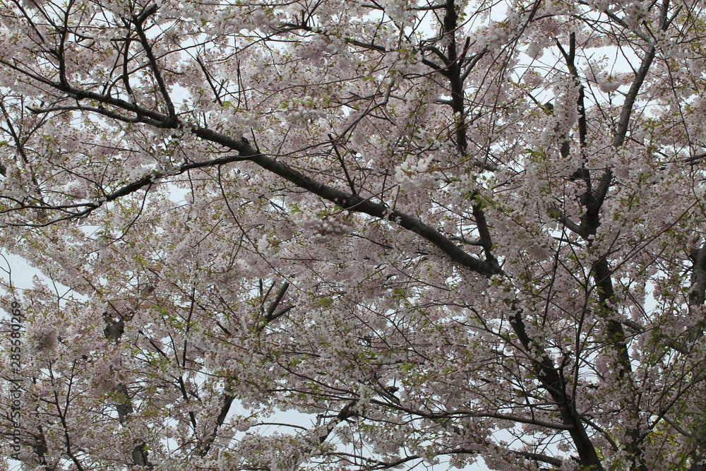 Light Pink Japanese Cherry Flower blossom tree Light Pink Japanese Cherry Flower blossom tree