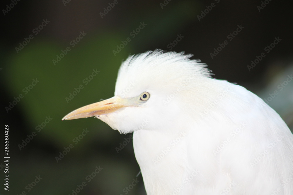 Snowy White Cattle Egret face close -up Snowy White Cattle Egret face close -up