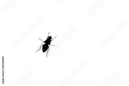 Isolated fly on a white background, bottom view. Abdomen of a fly. © Katy-Mits