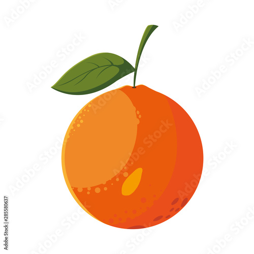orange fresh fruit in white background