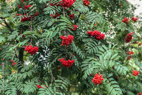 Ripe red mountain ash on a growing tree
