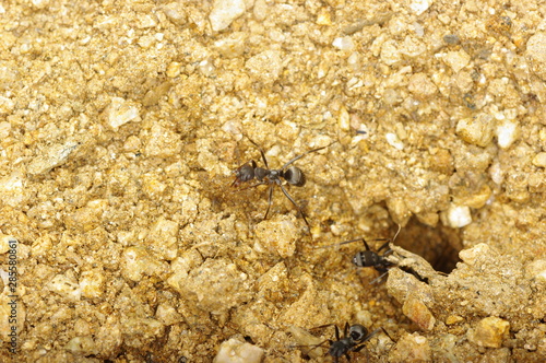 Wallpaper Mural 개미 개미집. 곤충. 일꾼. 비지니스. Torontodigital.ca