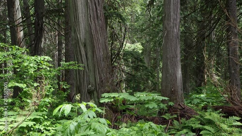 An old growth rainforest of Cedar in British Columbia, Canada.