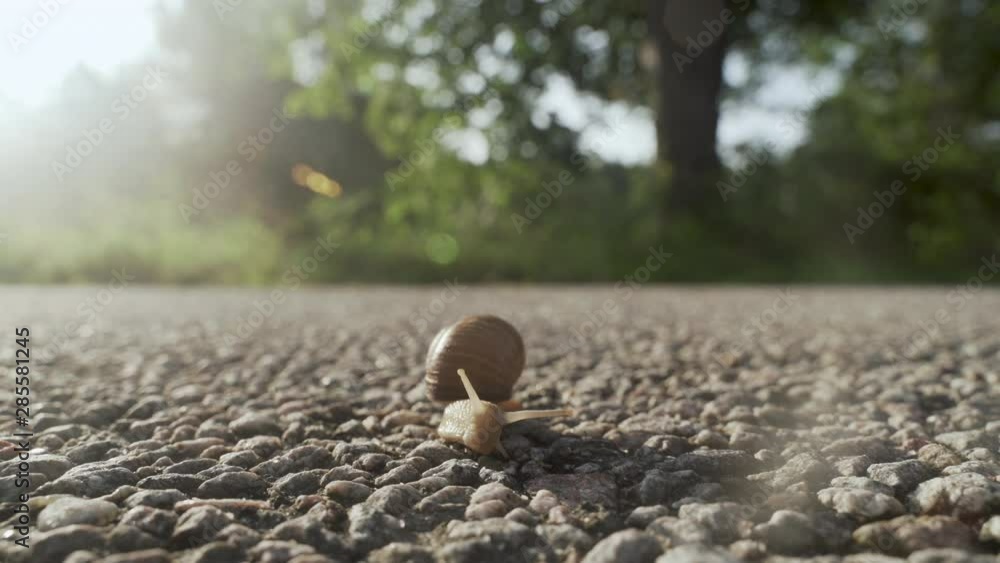 Snail crossing the street & moving towards camera. Eyes, antennas & tentacles moving Snail crossing the street & moving towards camera. Eyes, antennas & tentacles moving