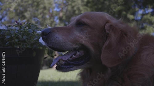 Dog panting in slow motion