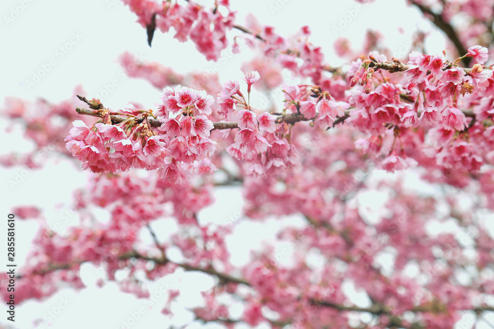 Obraz premium Vintage sakura or cherry blossom