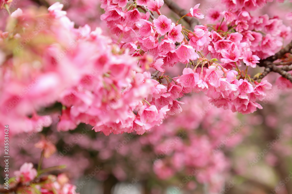 Fototapeta premium Vintage sakura or cherry blossom