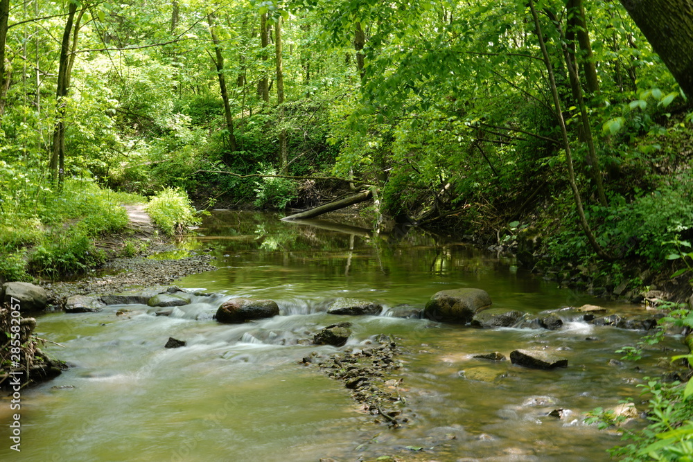 A beautiful nature walk in a Forest in the Summer A beautiful nature walk in a Forest in the Summer