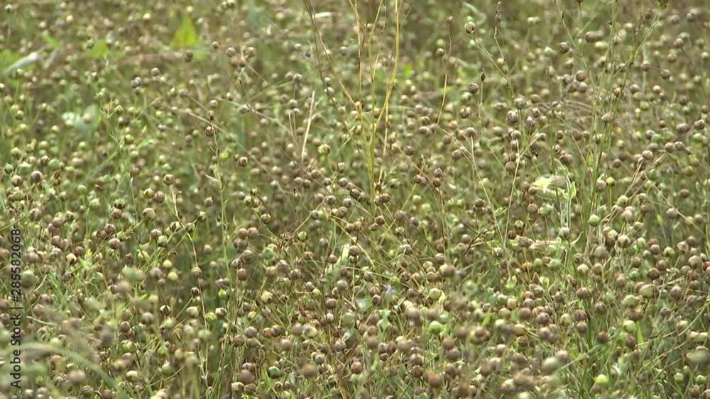 Rural farming. Mature flax in a large field ready for harvest. Flax field in the late summer. Field of golden flax seeds in the sunset. Rural farming. Mature flax in a large field ready for harvest. Flax field in the late summer. Field of golden flax seeds in the sunset.