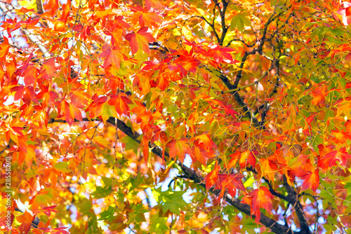 Colorful autumn leaves on a tree.