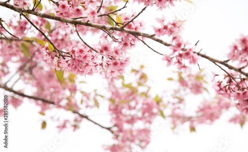 Beautiful cherry blossom or sakura in spring time over sky