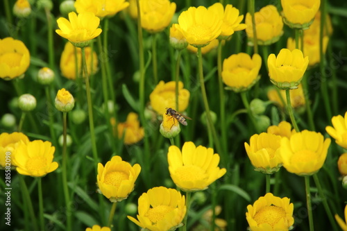 黄色のデイジーの花（ヒナギク）