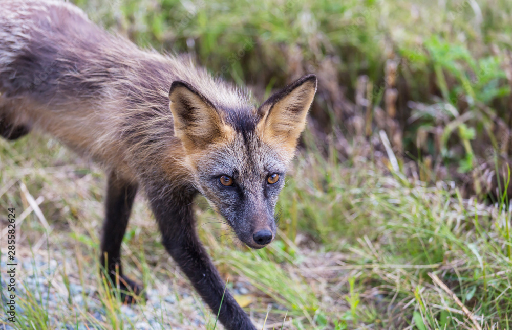 Fox Fox
