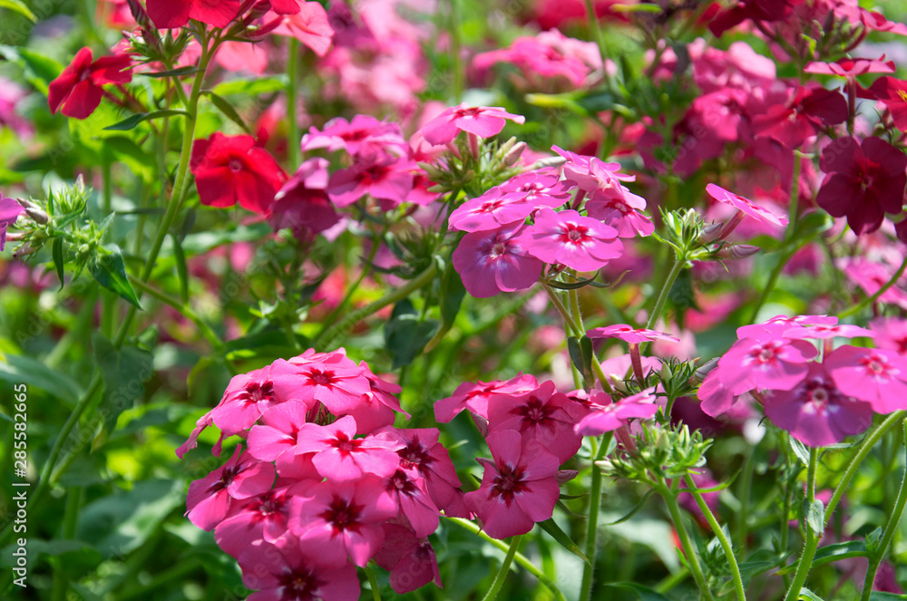 beautiful background of bright bushes of pink, red and purple phloxes flowers beautiful background of bright bushes of pink, red and purple phloxes flowers