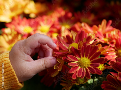 Selective focus of a little baby's hand touching fresh yellow red chrysanthemum flowers