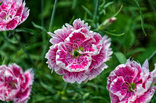Close-up of beautiful vibrant Dianthus chinensis flowers. Pinkish white flowers on a background of green foliage