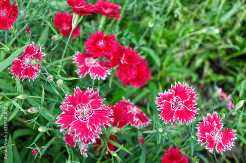 Close-up of beautiful vibrant Dianthus chinensis flowers. Pinkish white flowers on a background of green foliage