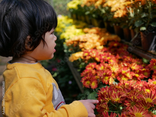 Selective focus of a little baby touching fresh yellow red chrysanthemum flowers