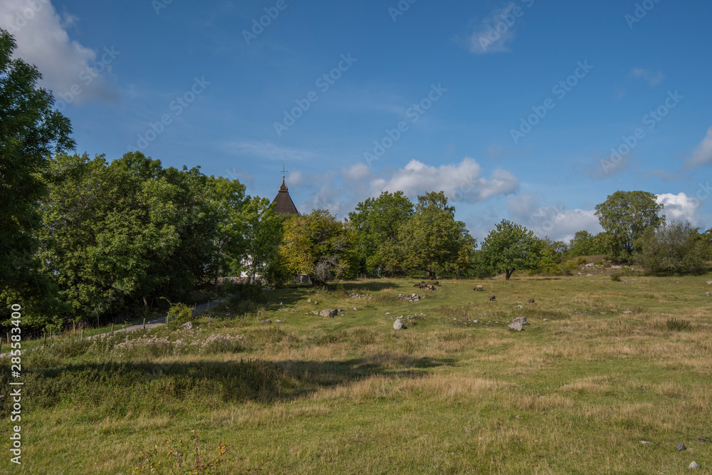 Obraz premium Live stock of sheeps and cows at the viking burial mounds on the island Adelsö at the viking town on the island Birka close to Stockholm