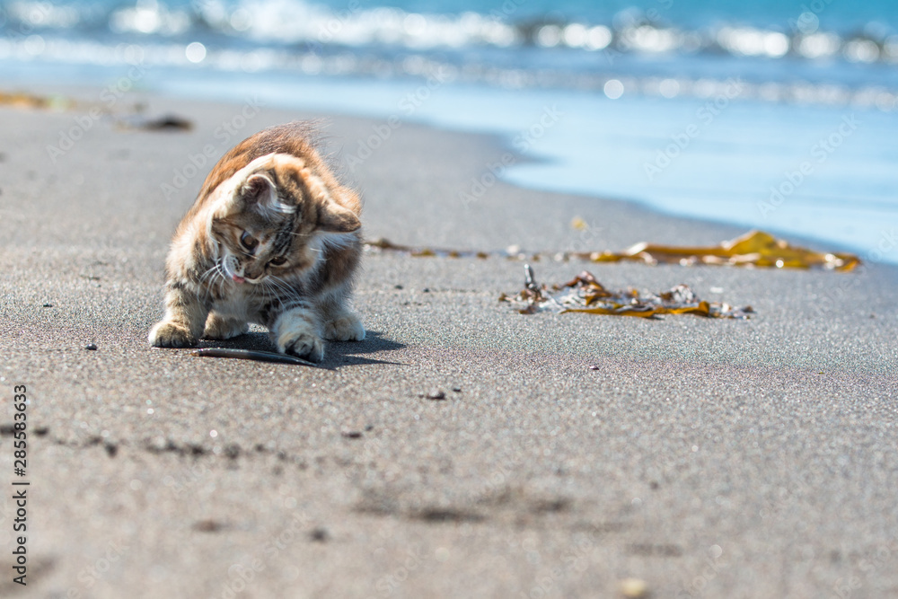 A little red kitten plays in the sand on the seashore.