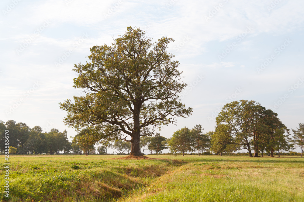 A large lonely oak tree stands in a field. The field is crossed by a ravine. A large lonely oak tree stands in a field. The field is crossed by a ravine.