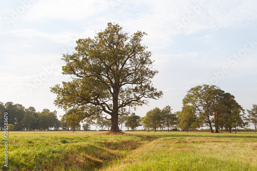 A large lonely oak tree stands in a field. The field is crossed by a ravine.