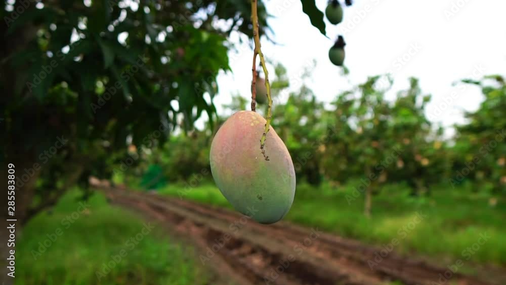 alone mango in the tree with leafs alone mango in the tree with leafs