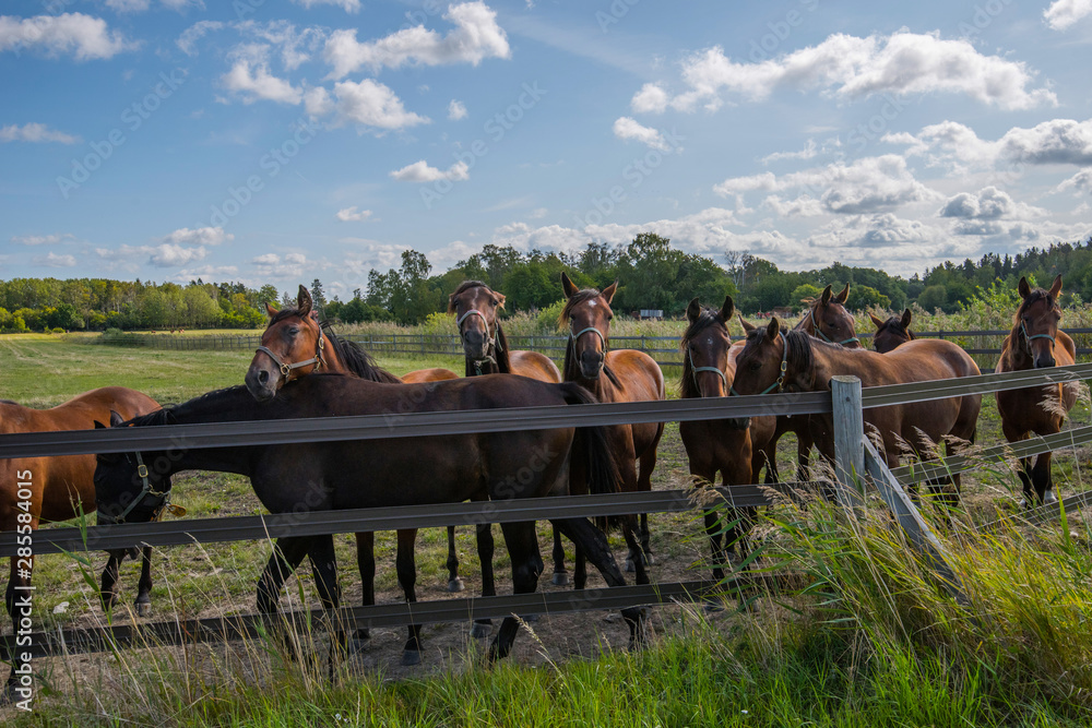 Race horses resting in a meadow in Stockholm Race horses resting in a meadow in Stockholm
