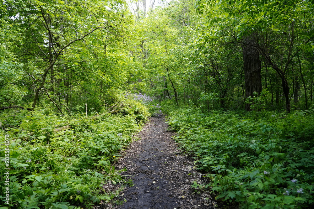 A beautiful nature walk in a Forest in the Summer A beautiful nature walk in a Forest in the Summer