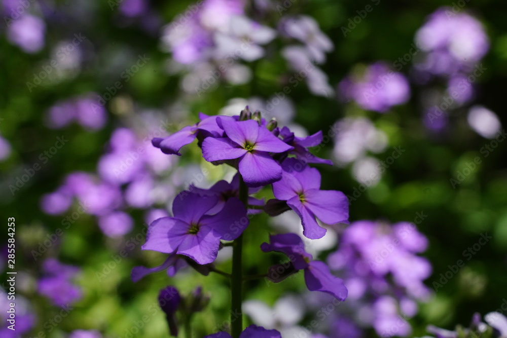 Beautiful Purple Flowers found in the forest