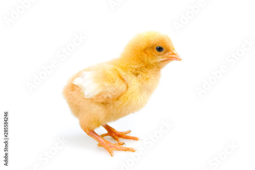 chick or little chicken isolated on white background  Agriculture  farm and Livestock Concept