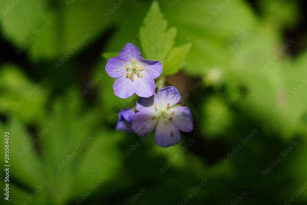 Beautiful Purple Flowers found in the forest Beautiful Purple Flowers found in the forest