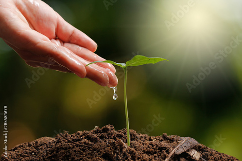Farmer's hand watering a young plant
