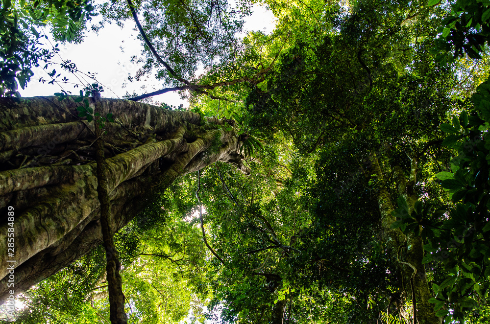 Fototapeta premium trees in the forest