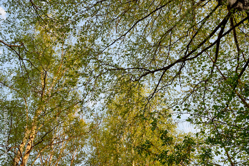 Birch branches at the top of the Park or forest on a spring evening and the sky in the background