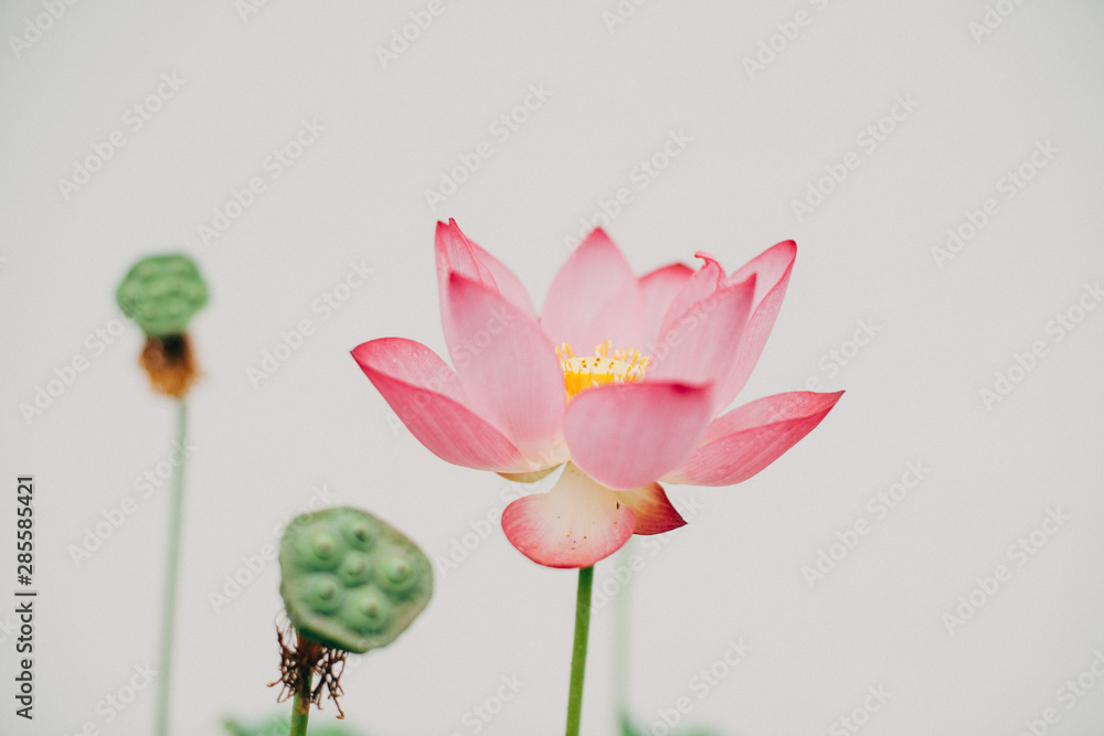 Obraz premium 蓮 白バック