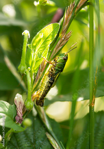 Meadow Grasshopper Camouflage Camo Plants