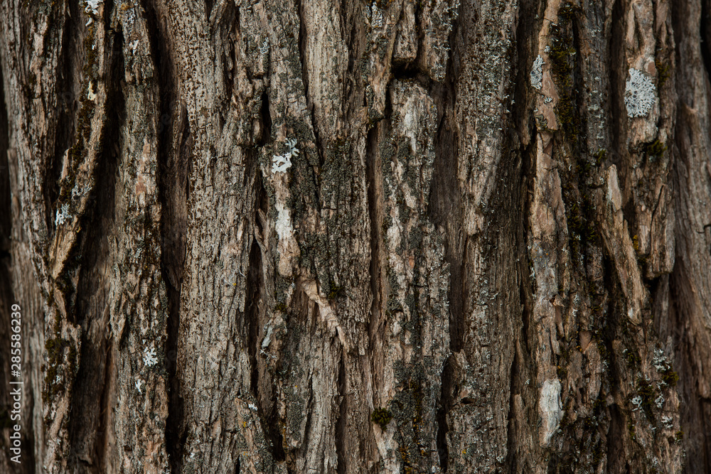 bark of a tree bark of a tree
