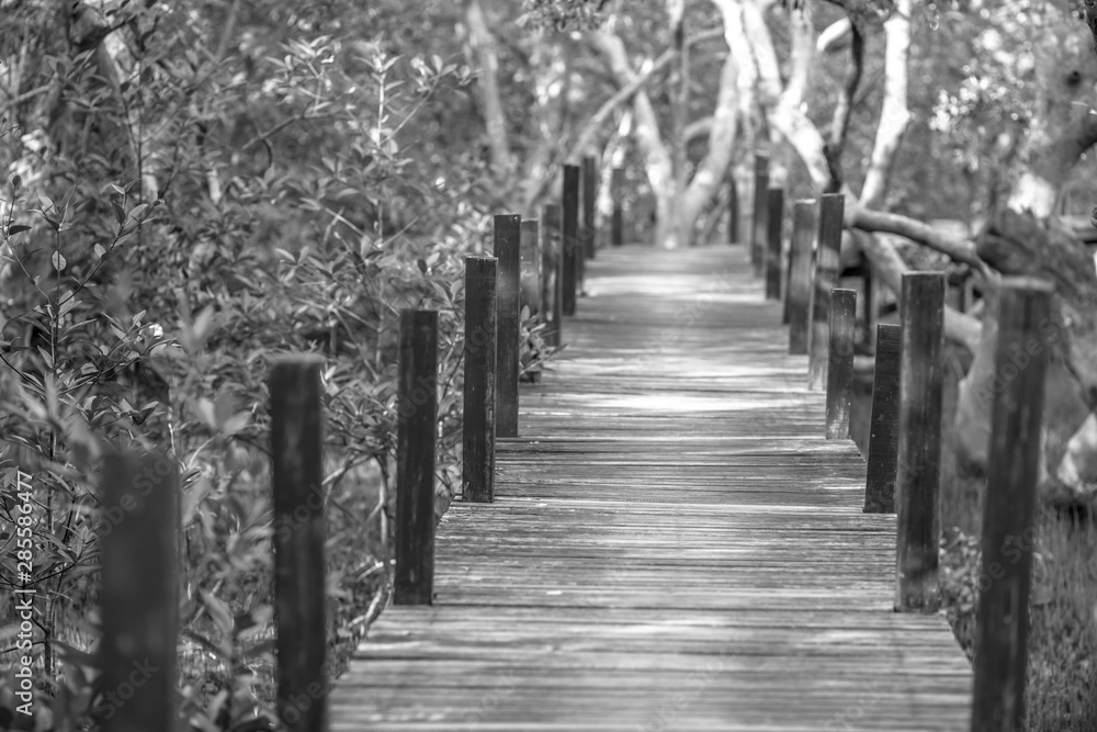 Blurred background of wooden bridges that allow tourists to walk through scenic views (mangroves, small forests) to study nature or relax on the way.