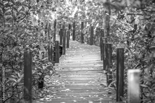 Blurred background of wooden bridges that allow tourists to walk through scenic views (mangroves, small forests) to study nature or relax on the way.
