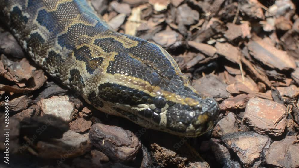 The head of a large multi-colored python