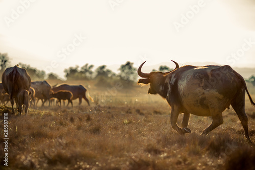Fototapeta Naklejka Na Ścianę i Meble -  Blurred wallpaper (buffalo flocks) that live together, many of which are walking for food, natural beauty, are animals that are used to farm for agriculture, rice farming.