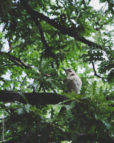 squirrel on tree