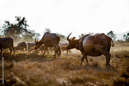 Blurred wallpaper  buffalo flocks  that live together  many of which are walking for food  natural beauty  are animals that are used to farm for agriculture  rice farming.