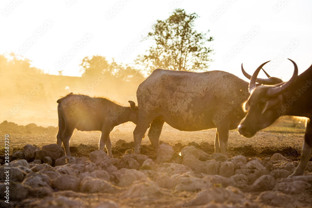 Blurred wallpaper (buffalo flocks) that live together, many of which are walking for food, natural beauty, are animals that are used to farm for agriculture, rice farming.