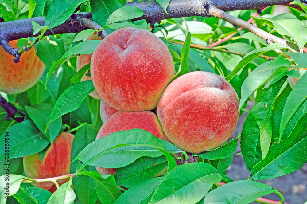 Fruits of ripe red peach on a background of green peach foliage in the garden