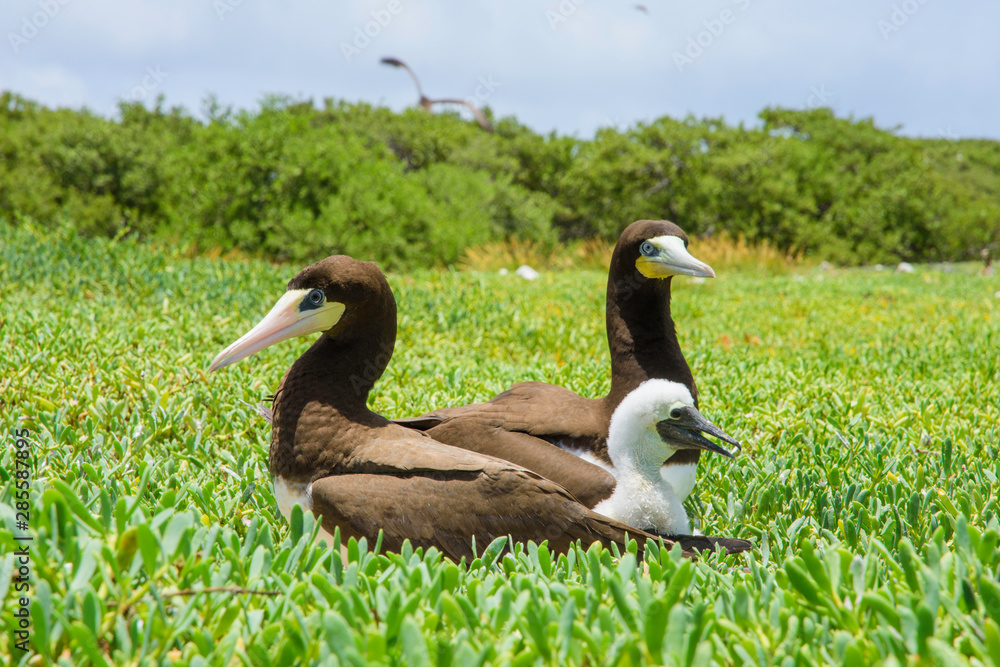 Sula leucogaster, famfamily yelow-footed booby, Sula sula, Los Roques National Park Sula leucogaster, famfamily yelow-footed booby, Sula sula, Los Roques National Park