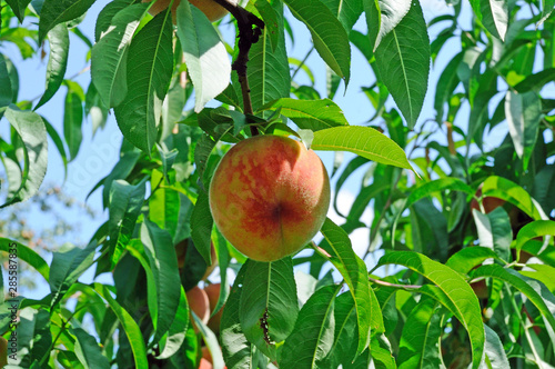 Fruits of ripe red peach on a background of green peach foliage in the garden