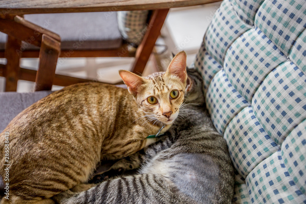 Close-up view of 2 cats playing in a chair, motion blur while waiting for the owner or food during the day.